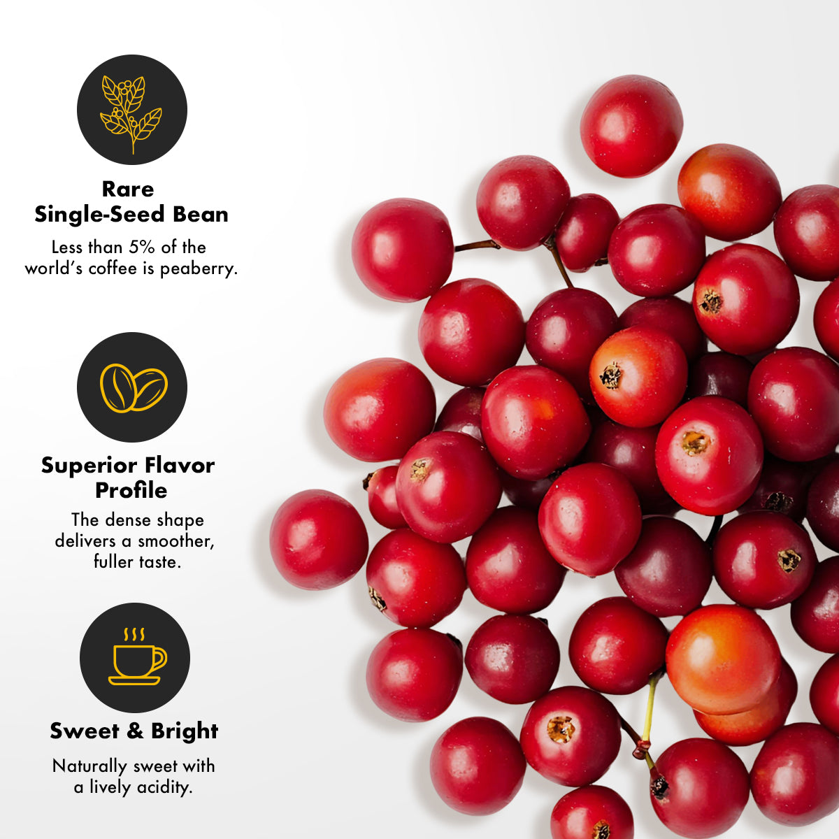 1775 Premium Organic Peaberry Coffee - Dark Roast - 16 Oz. – 1775