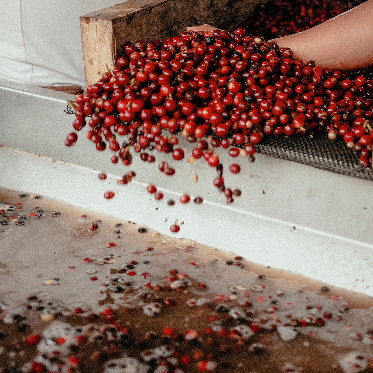 A Guide to Coffee Roasting: Understanding the Process Behind Your Favorite Brew