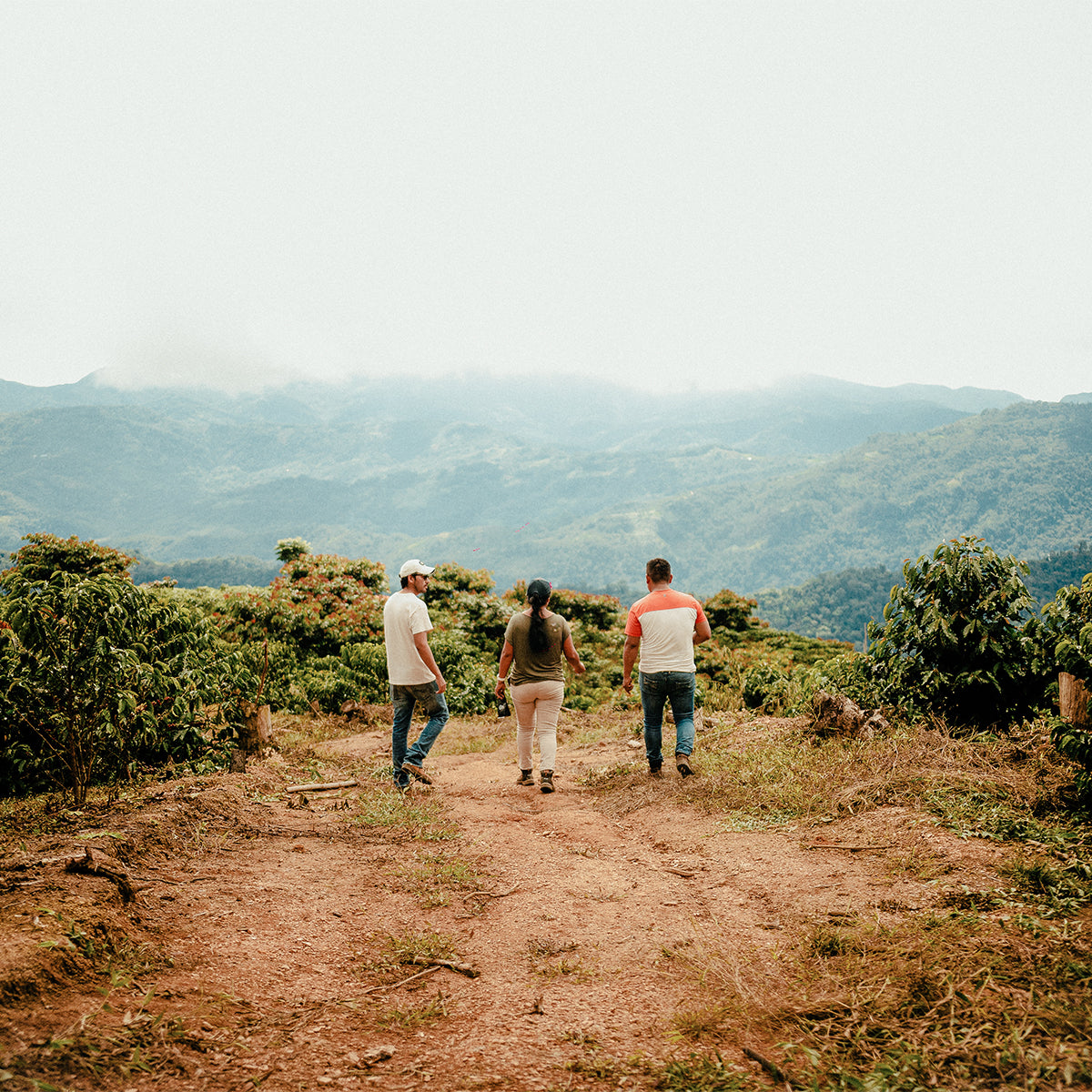 From Farm to Cup: How High-Altitude Beans Make 1775 Coffee Superior