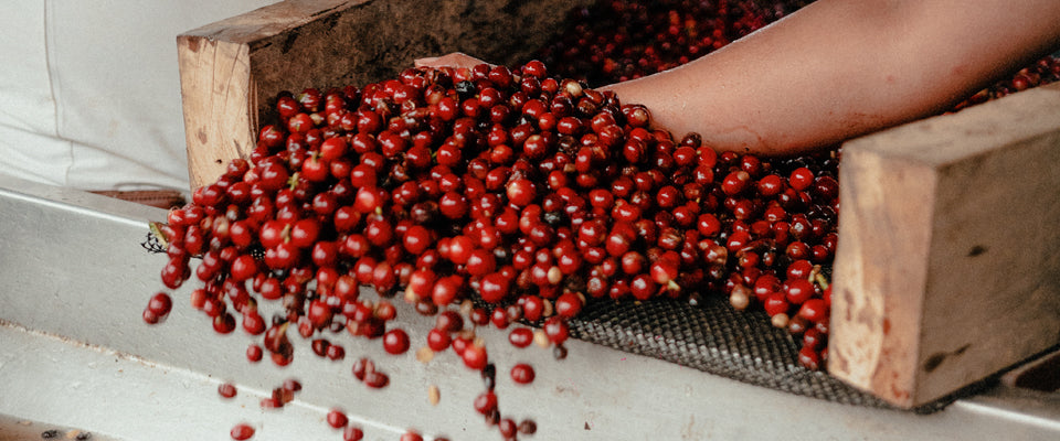 The Difference Between Washed, Natural, and Honey Process (And Why You Can Taste It)