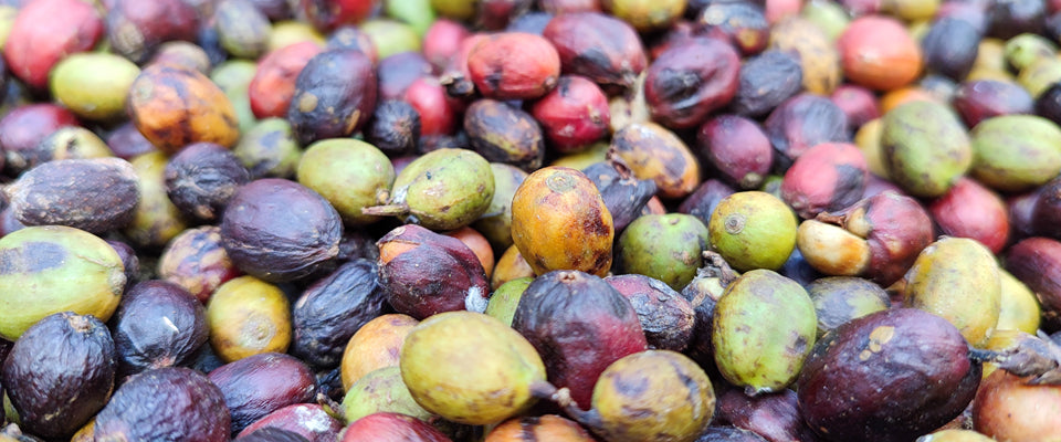 What "Specialty Grade" Actually Means (And Why Most Coffee Doesn't Qualify)