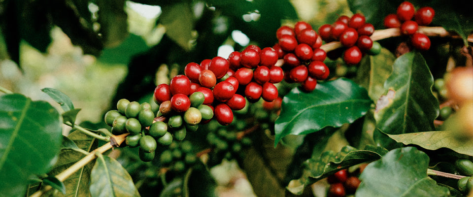 Arabica vs Robusta: The Difference Most Coffee Brands Hope You Never Learn