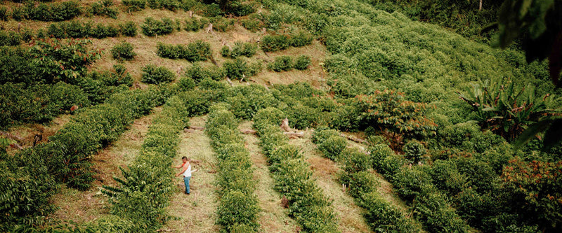 Why Certified Organic Coffee Is Harder to Pull Off Than You Think