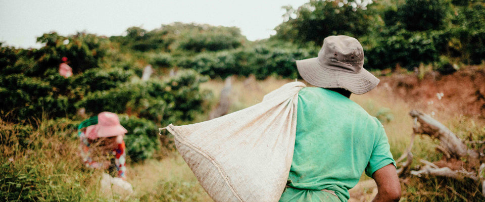 Single Origin Coffee Isn't a Marketing Term. Here's What It Actually Means.